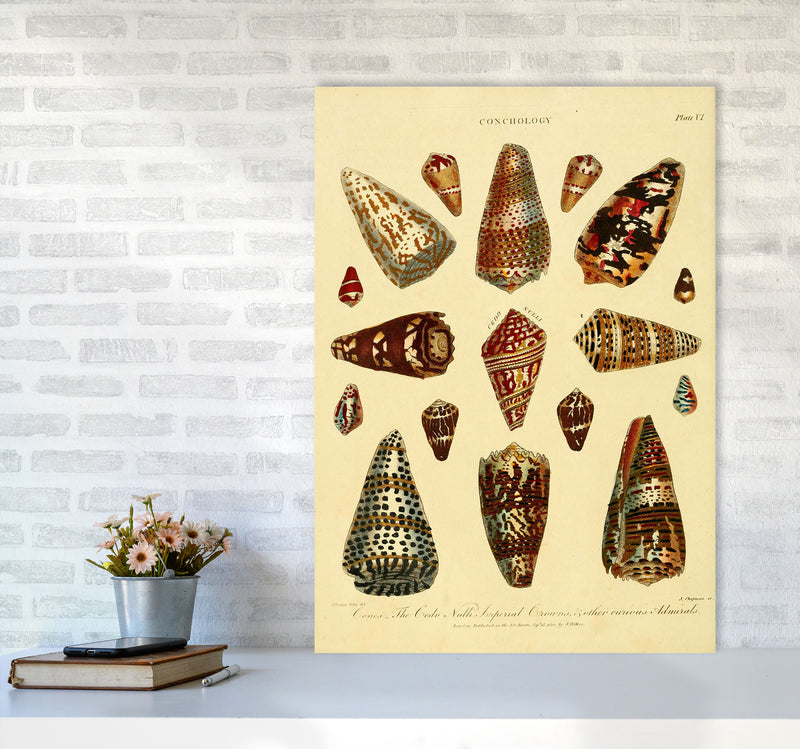 Conchology Illustration 2 Art Print by Jason Stanley A1 Black Frame