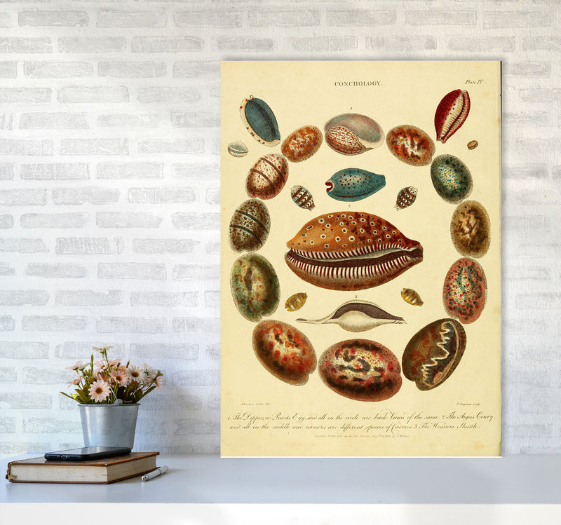 Conchology Illustration Art Print by Jason Stanley A1 Black Frame