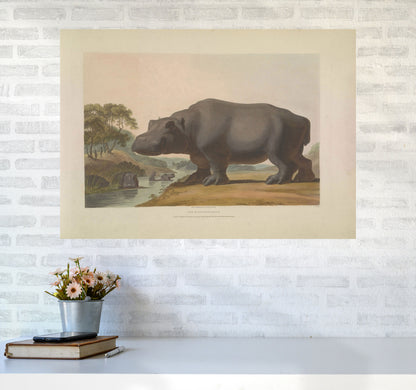 Vintage Hippo Illustration Art Print by Jason Stanley A1 Black Frame