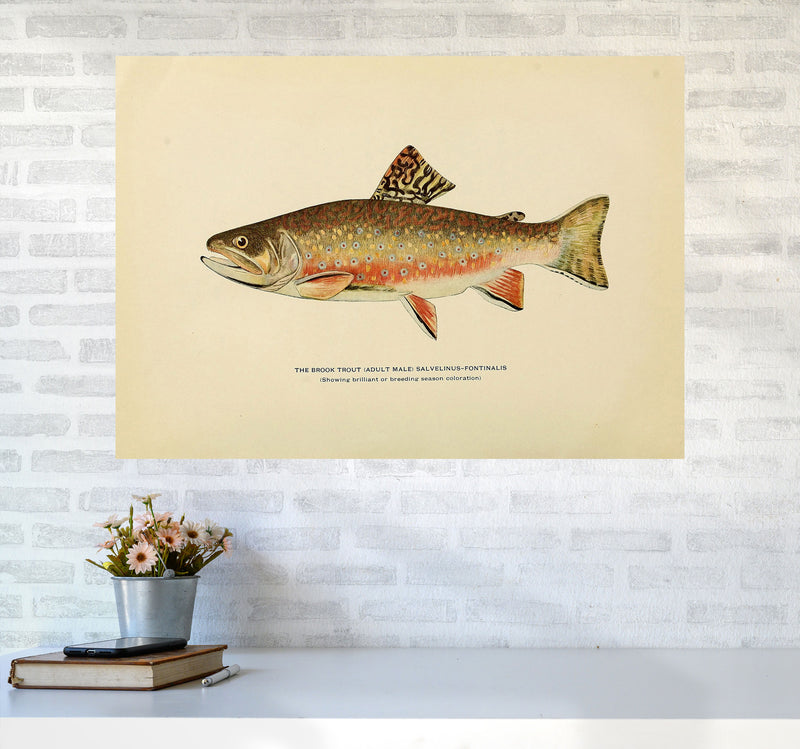 Brook Trout Illustration Art Print by Jason Stanley A1 Black Frame