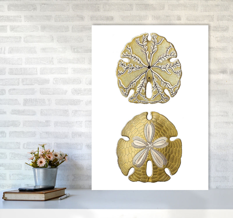 Sand Dollar Illustration Art Print by Jason Stanley A1 Black Frame