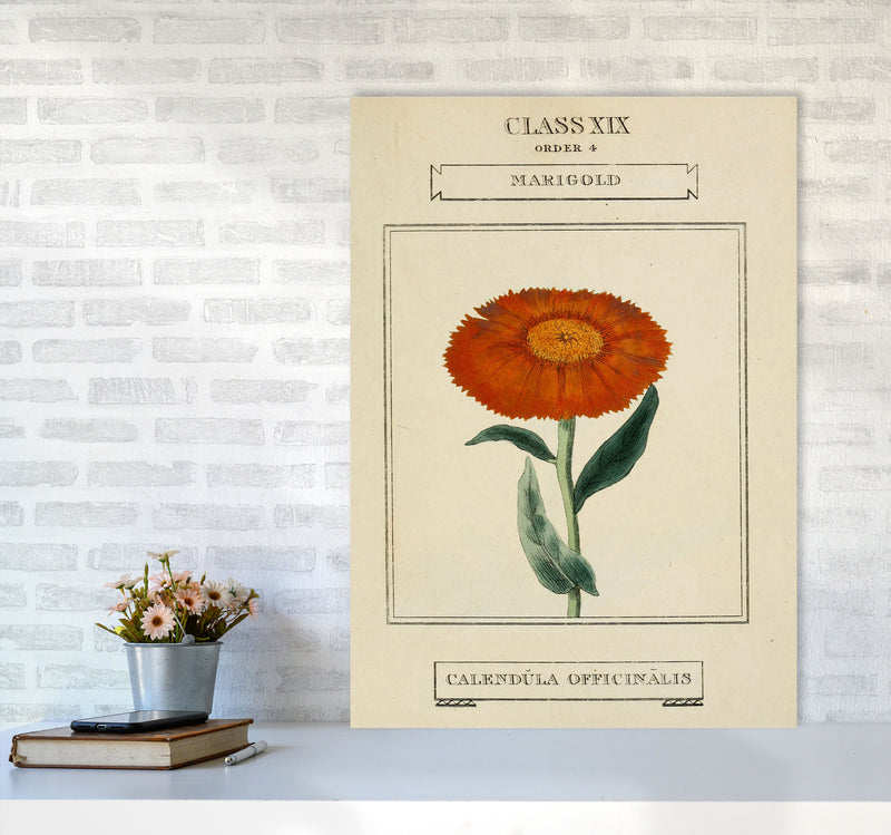 Vintage Flower Series 9 Art Print by Jason Stanley A1 Black Frame