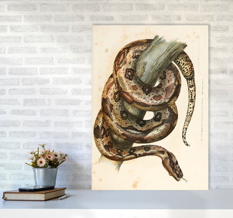 Vintage Snake Illustration Art Print by Jason Stanley A1 Black Frame