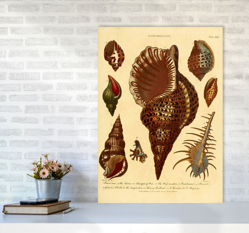 Vintage Conchology 2 Art Print by Jason Stanley A1 Black Frame