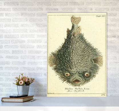 Vintage Japanese Fish Art Print by Jason Stanley A1 Black Frame