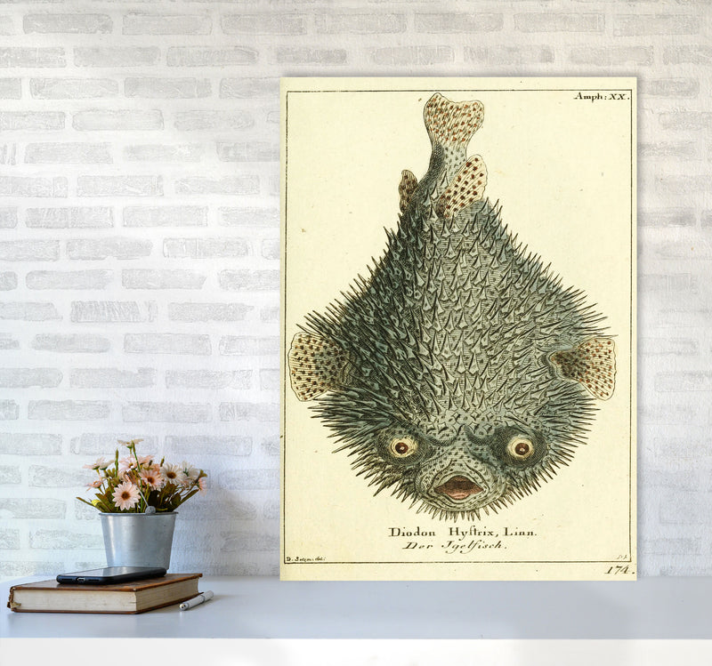 Vintage Japanese Fish Art Print by Jason Stanley A1 Black Frame