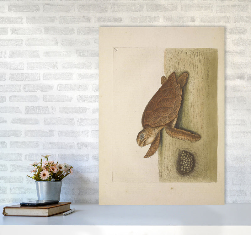 Vintage Sea Turtle Art Print by Jason Stanley A1 Black Frame