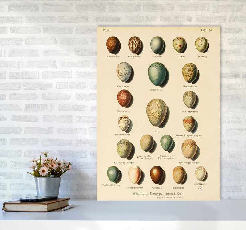 Vintage Set Of Eggs Art Print by Jason Stanley A1 Black Frame