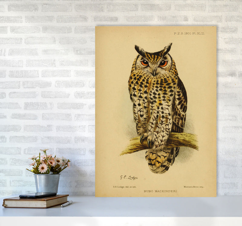 Vintage Owl Copy Art Print by Jason Stanley A1 Black Frame
