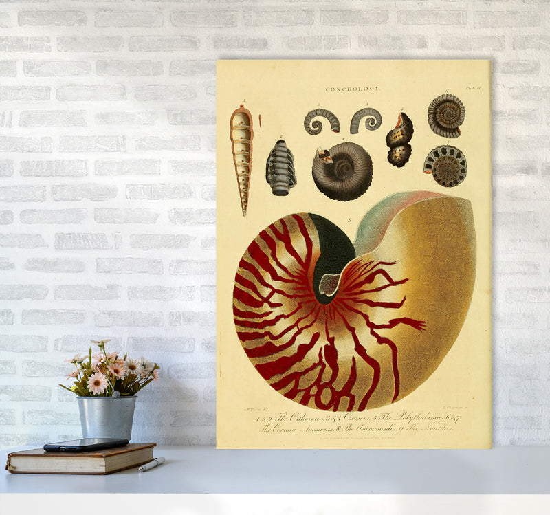 Vintage Conchology Art Print by Jason Stanley A1 Black Frame