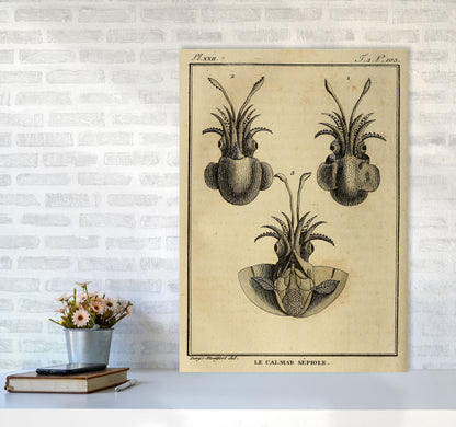 Vintage Squid 3 Art Print by Jason Stanley A1 Black Frame
