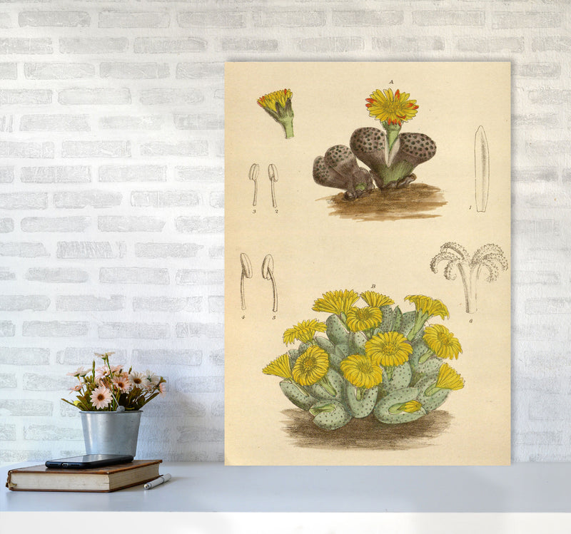 Vintage Cactus III Art Print by Jason Stanley A1 Black Frame