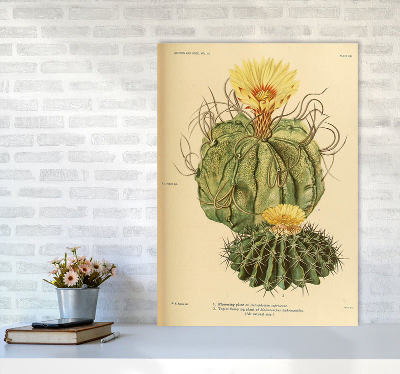Cactus Series 15 Art Print by Jason Stanley A1 Black Frame