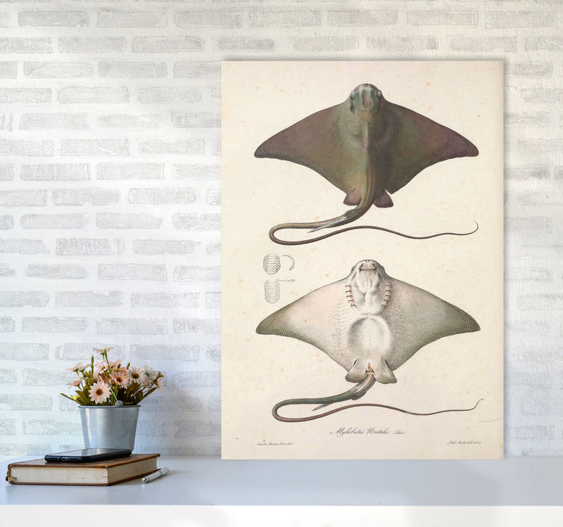 Vintage Stingray Art Print by Jason Stanley A1 Black Frame