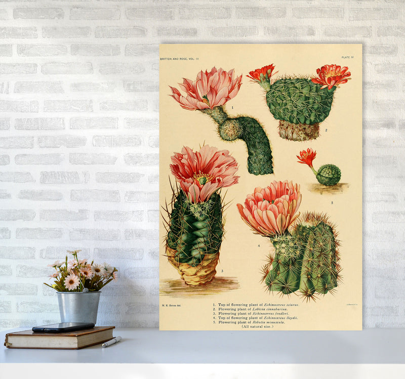 Cactus Series 3 Art Print by Jason Stanley A1 Black Frame