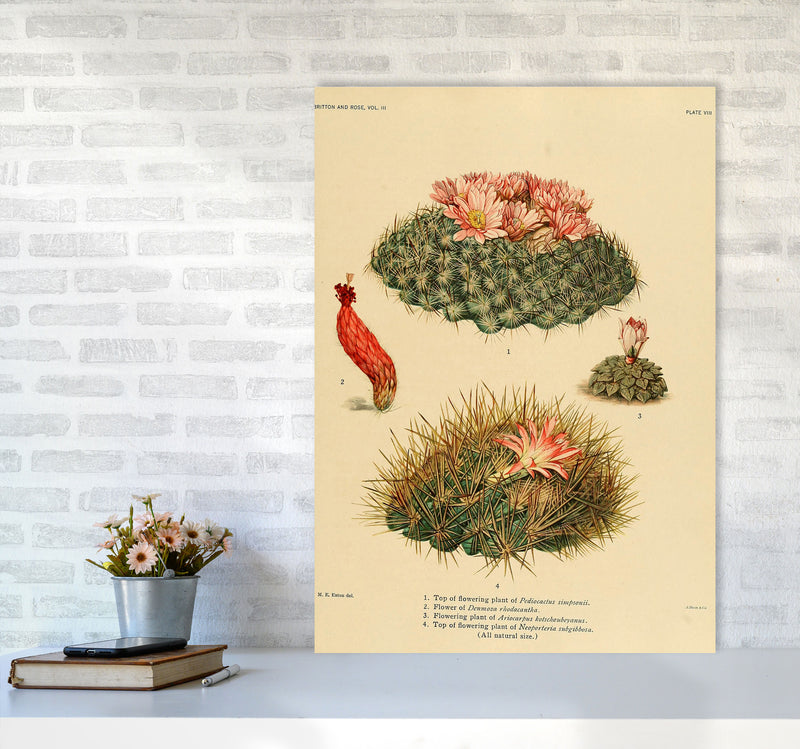 Cactus Series 7 Art Print by Jason Stanley A1 Black Frame
