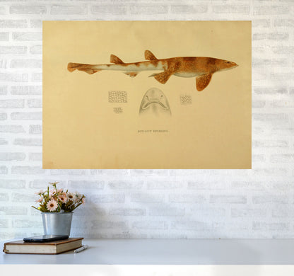 Shark Series 1 Art Print by Jason Stanley A1 Black Frame