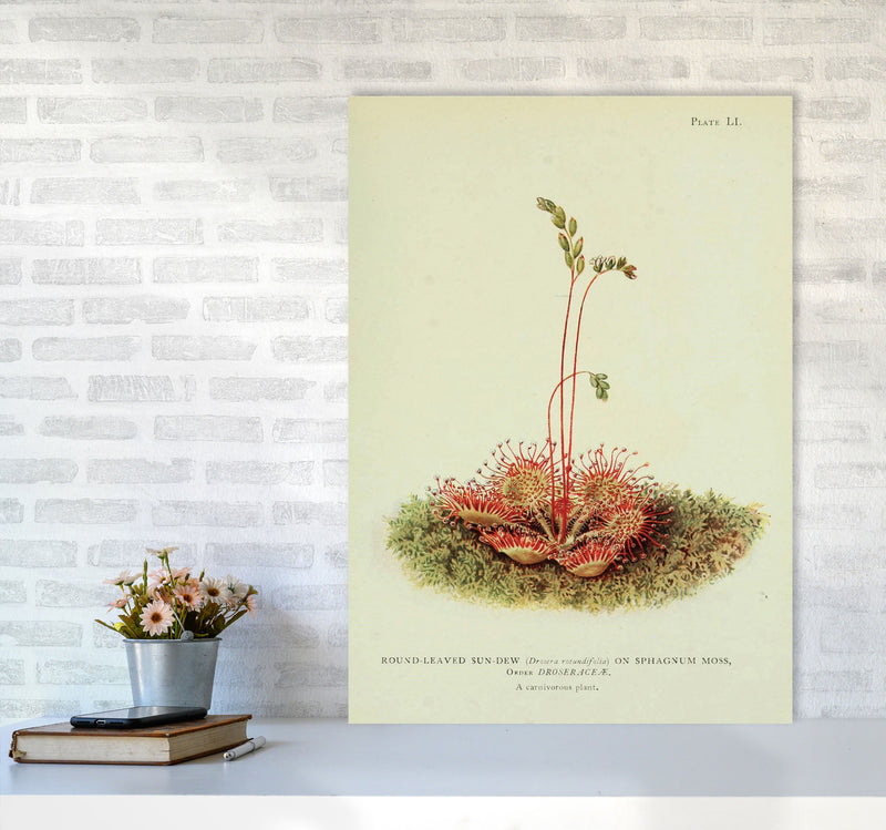 Venus Fly Trap Art Print by Jason Stanley A1 Black Frame