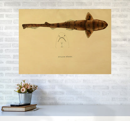 Shark Series 2 Art Print by Jason Stanley A1 Black Frame