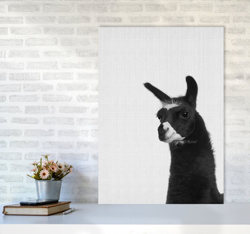Llama