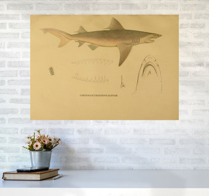 Shark Series 3 Art Print by Jason Stanley A1 Black Frame