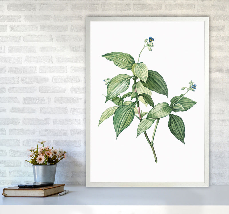 Vintage Botanical Plant Art Print by Jason Stanley A1 Oak Frame