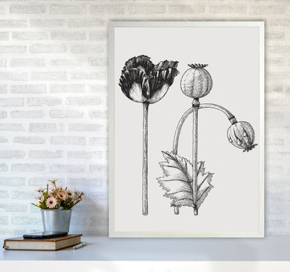 Vintage Poppy Plant Art Print by Jason Stanley A1 Oak Frame