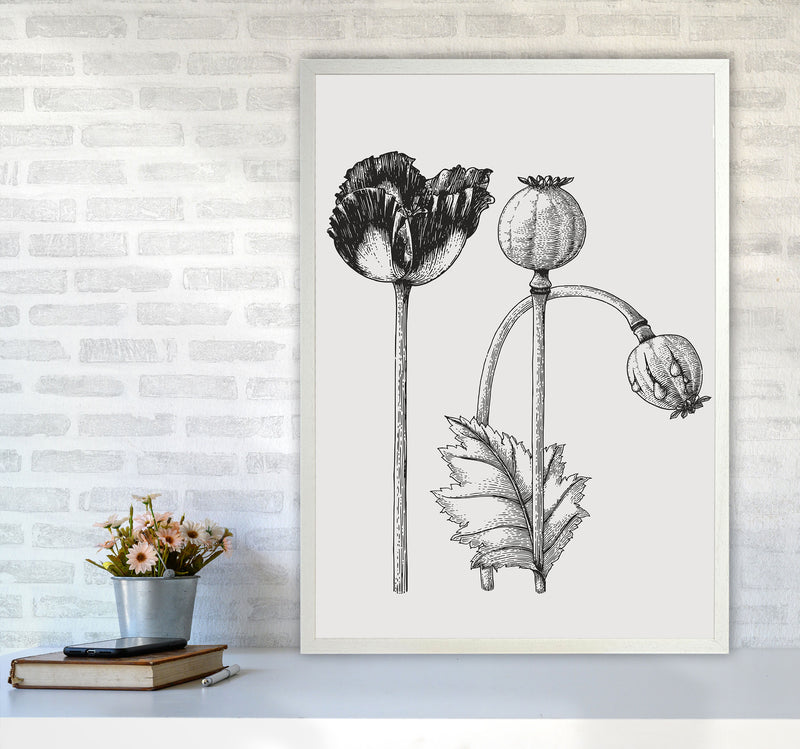Vintage Poppy Plant Art Print by Jason Stanley A1 Oak Frame