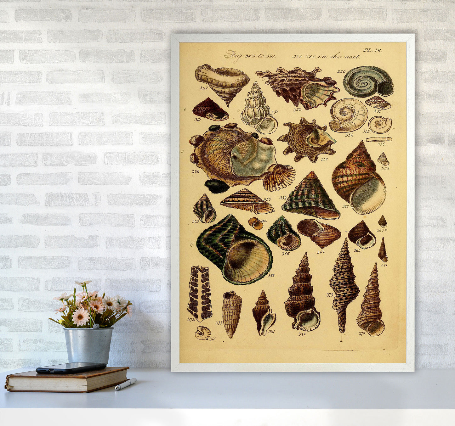 Vintage Shells Art Print by Jason Stanley A1 Oak Frame