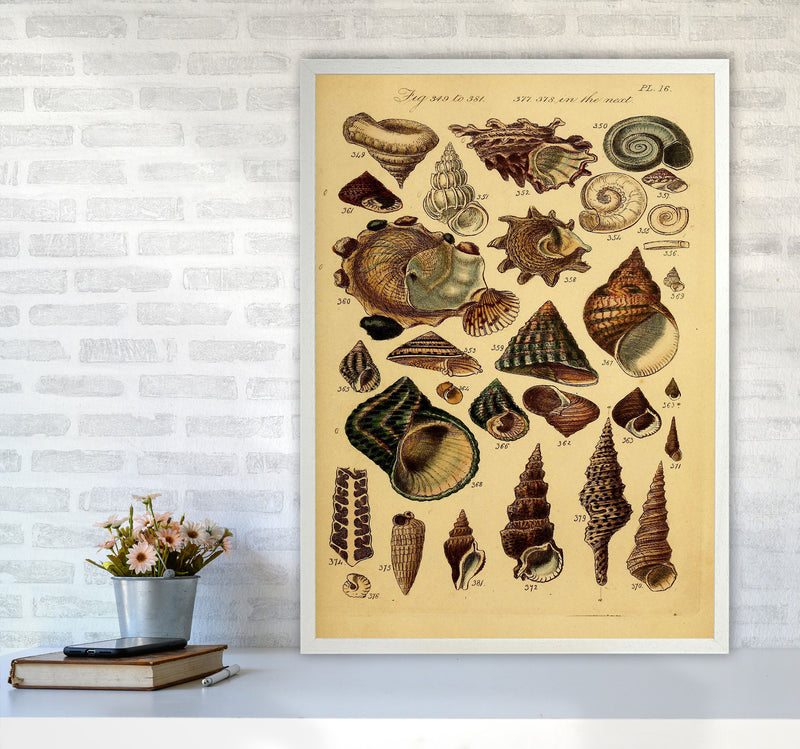 Vintage Shells Art Print by Jason Stanley A1 Oak Frame