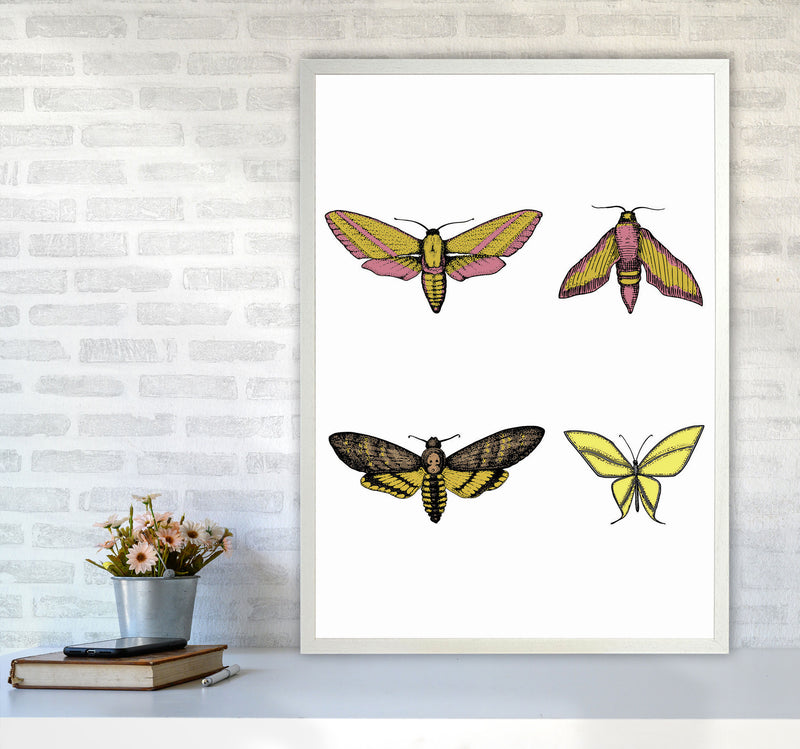 Vintage Moths Art Print by Jason Stanley A1 Oak Frame