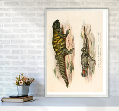 Vintage Lizard Illustration Art Print by Jason Stanley A1 Oak Frame