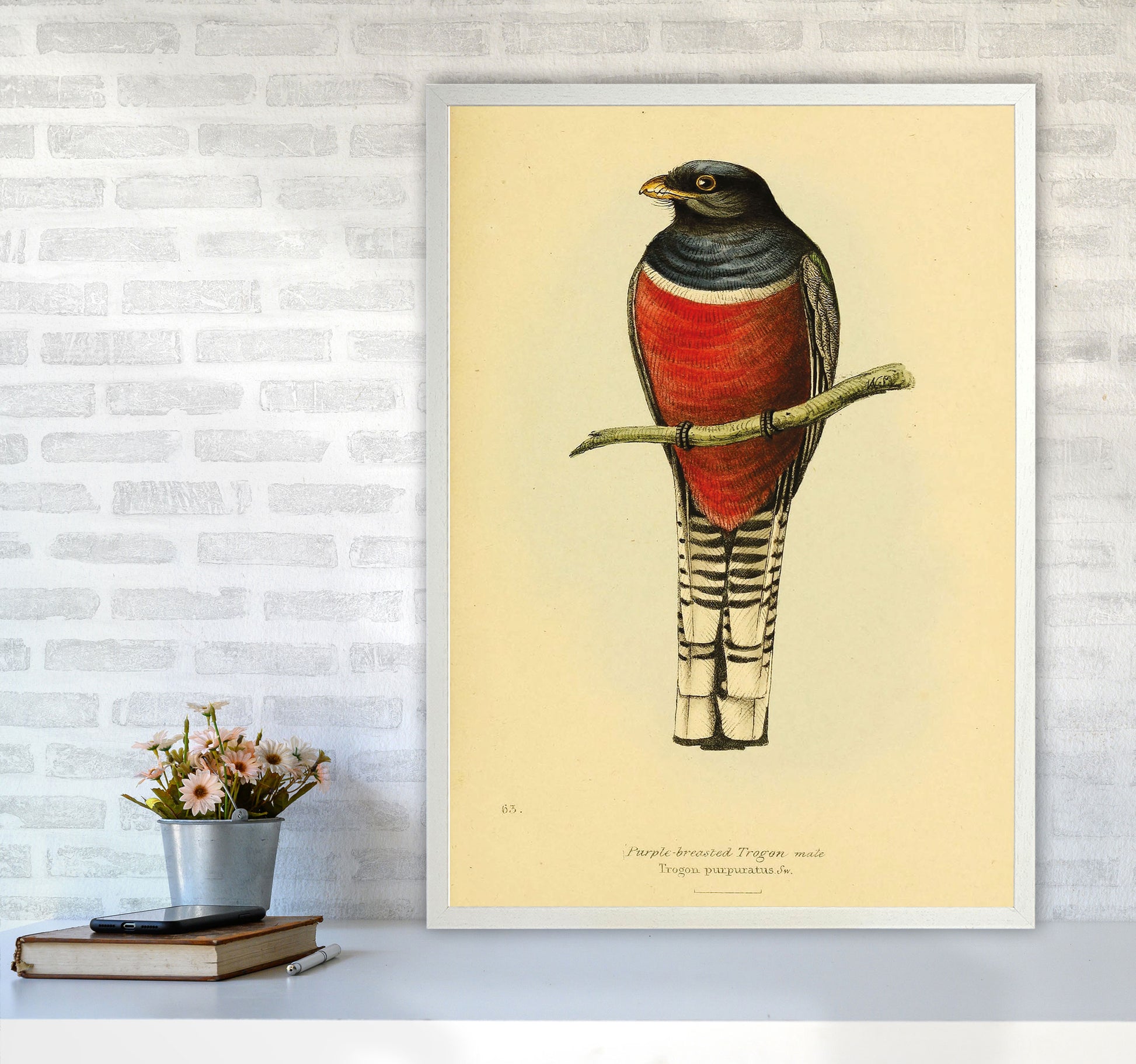 Purple Breasted Trogon Copy Art Print by Jason Stanley A1 Oak Frame