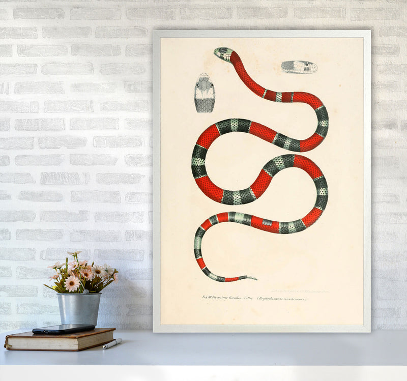 Vintage Snake Illustration 2 Art Print by Jason Stanley A1 Oak Frame