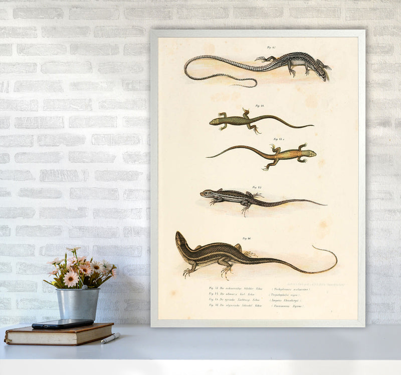 Vintage Salamander Illustration Art Print by Jason Stanley A1 Oak Frame