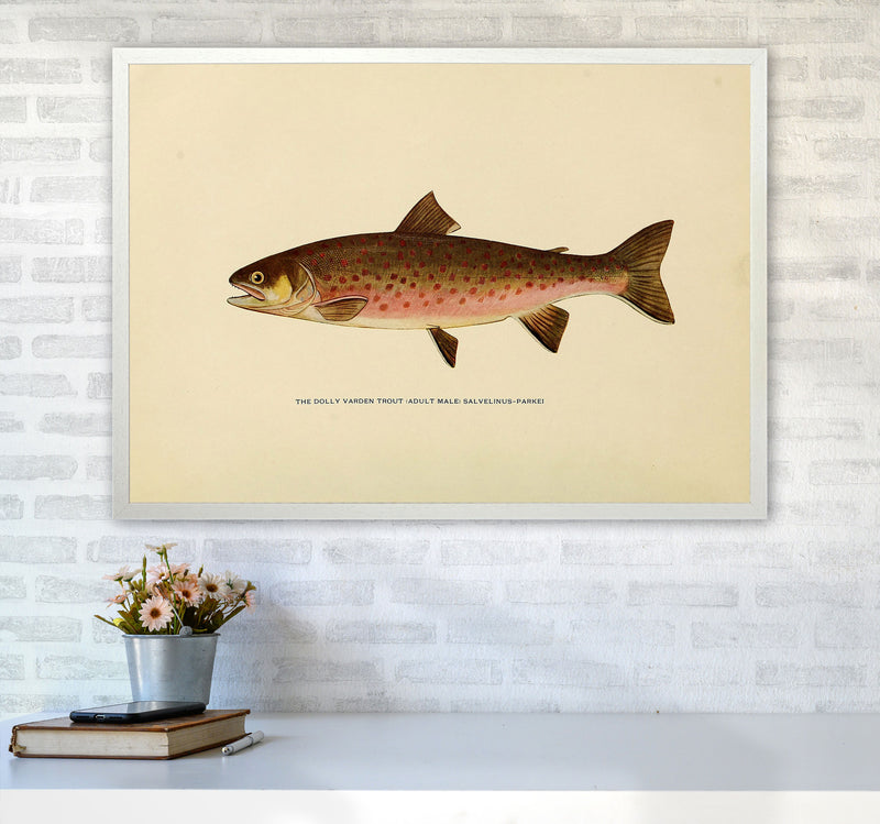 Dolly Varden Trout Illustration Art Print by Jason Stanley A1 Oak Frame