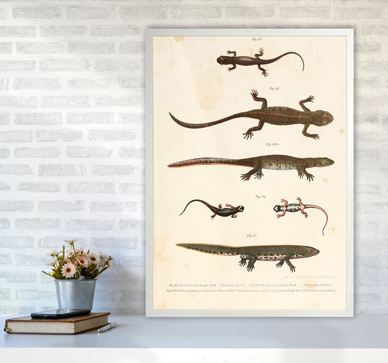 Vintage Newt Illustration Art Print by Jason Stanley A1 Oak Frame