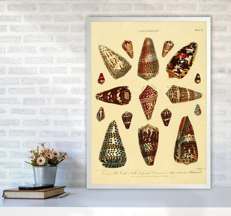 Conchology Illustration 2 Art Print by Jason Stanley A1 Oak Frame