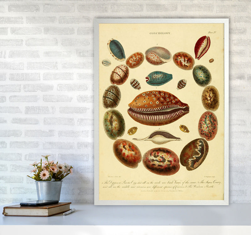Conchology Illustration Art Print by Jason Stanley A1 Oak Frame