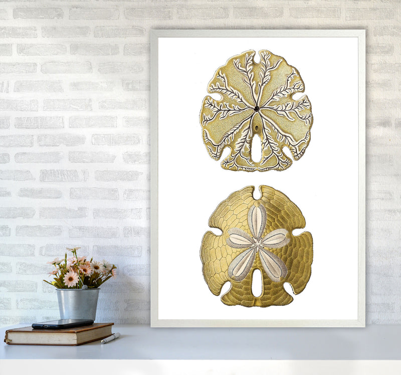 Sand Dollar Illustration Art Print by Jason Stanley A1 Oak Frame