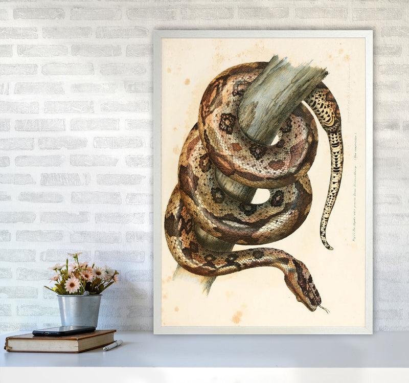 Vintage Snake Illustration Art Print by Jason Stanley A1 Oak Frame