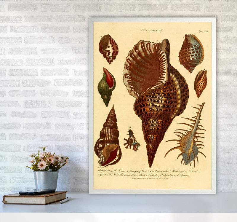 Vintage Conchology 2 Art Print by Jason Stanley A1 Oak Frame