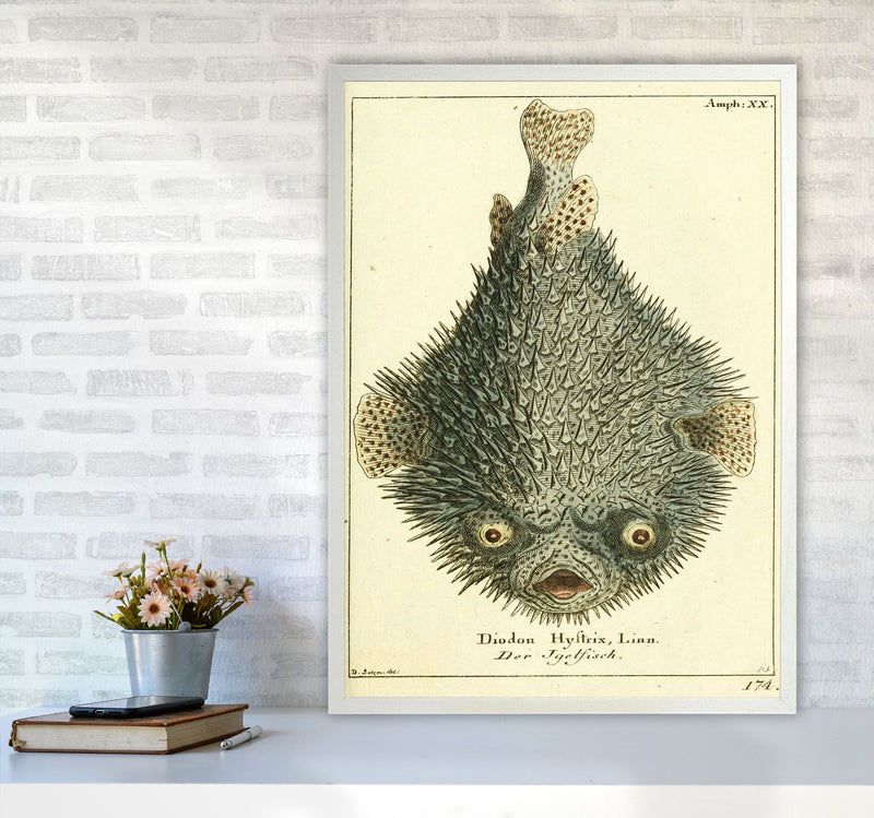 Vintage Japanese Fish Art Print by Jason Stanley A1 Oak Frame