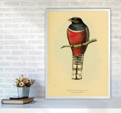 Purple Breasted Trogon Art Print by Jason Stanley A1 Oak Frame