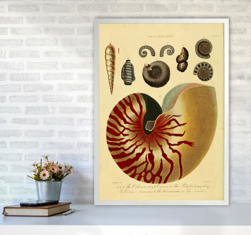 Vintage Conchology Art Print by Jason Stanley A1 Oak Frame