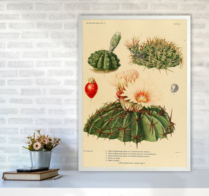 Cactus Series 14 Art Print by Jason Stanley A1 Oak Frame