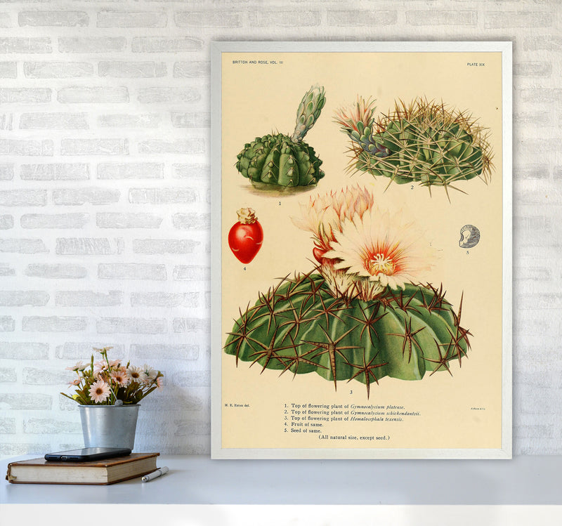 Cactus Series 14 Art Print by Jason Stanley A1 Oak Frame