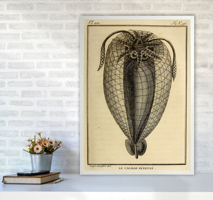 Vintage Squid 4 Art Print by Jason Stanley A1 Oak Frame