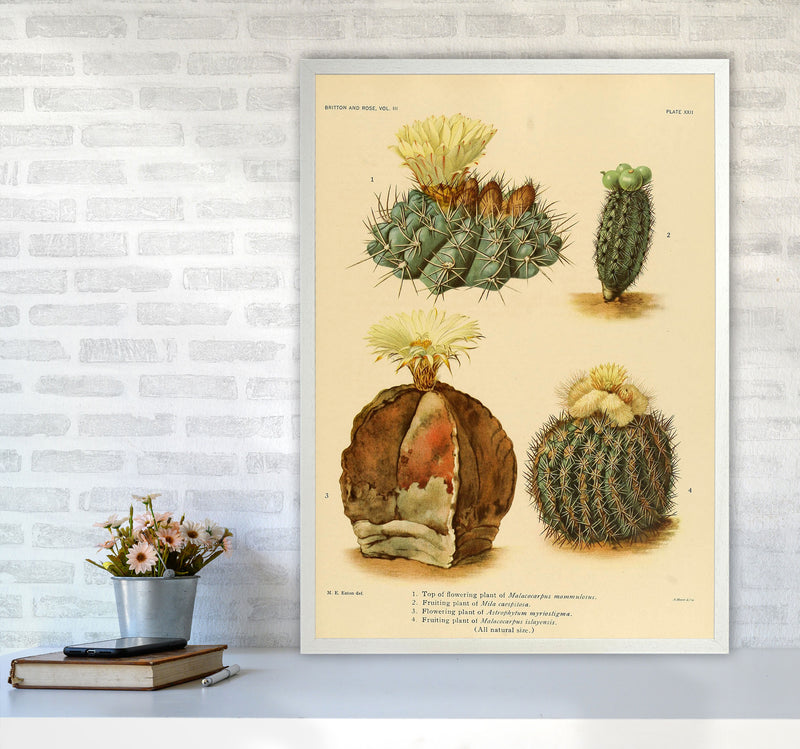 Cactus Series 16 Art Print by Jason Stanley A1 Oak Frame