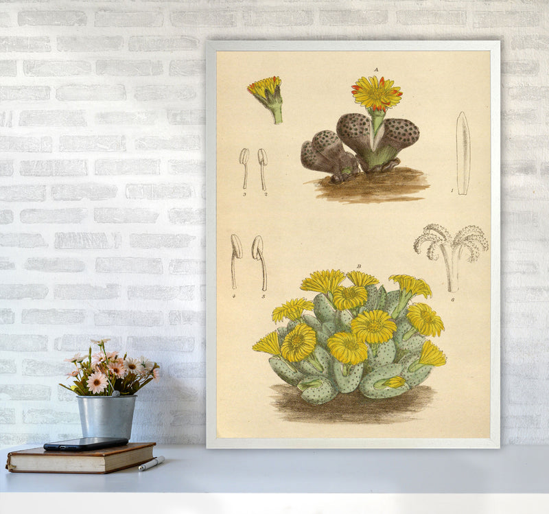 Vintage Cactus III Art Print by Jason Stanley A1 Oak Frame